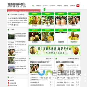眉县猕猴桃,徐香猕猴桃批发价格,红心|阳弥猴桃苗,海沃德猕猴桃多少钱一斤,翠香弥猴桃树苗,秦岭猕猴桃基地